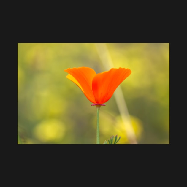 poppy by jvnimages