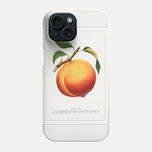 Wheatland peach lithograph (1900) Phone Case