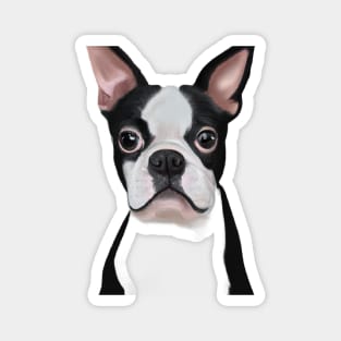 Cute Boston Terrier Drawing Magnet