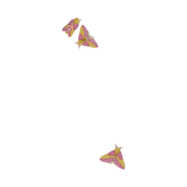 Rosy Maple Moth Gathering  (Actual size-ish) by John Himmelman