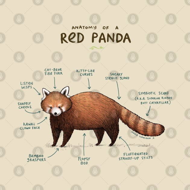 Anatomy of a Red Panda by Sophie Corrigan