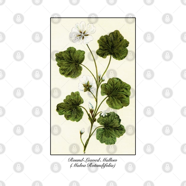 Round-Leaved Mallow Flower (Malva Rotundifolia) / Vintage Illustration by CultOfRomance