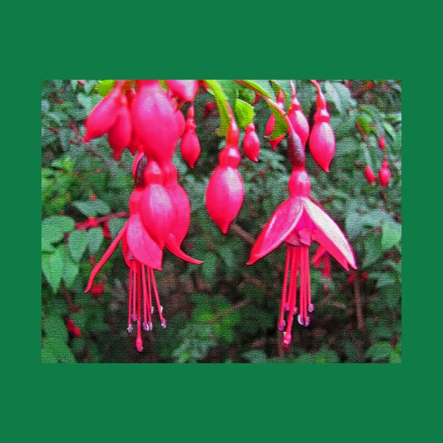 Fuchsia by RedHillDigital