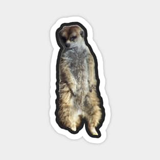 Meerkat Magnet