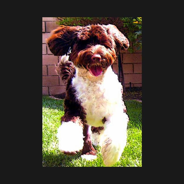 Portuguese Water Dog by CarloVaro