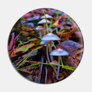 Delicate fungi in forest Pin