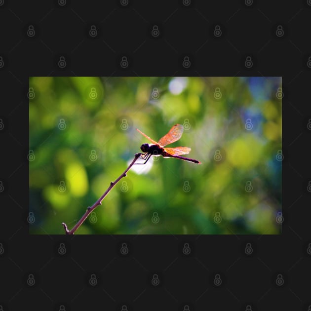 Dragonfly on a Stick 3 by Fitra Design