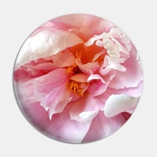 Closeup of Pale Pink Peonies Pin