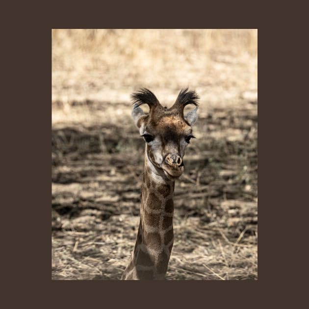 Baby Giraffe by Memories4you