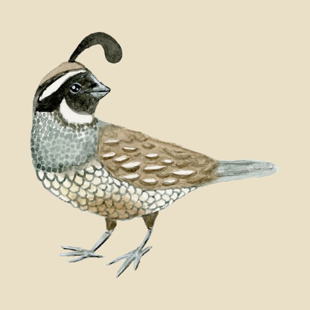 Watercolor California Quail- Male by paintedpansy