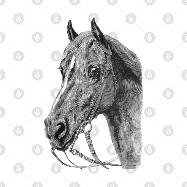 Horse Head Drawing by Biophilia