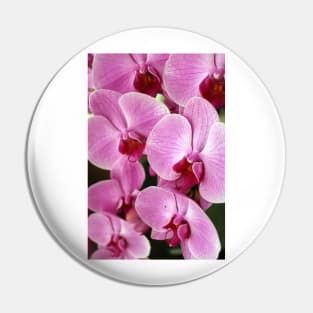 Pink Orchid Pin