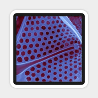 Diatom - Asteromphalus in SEM (internal, purple) Magnet