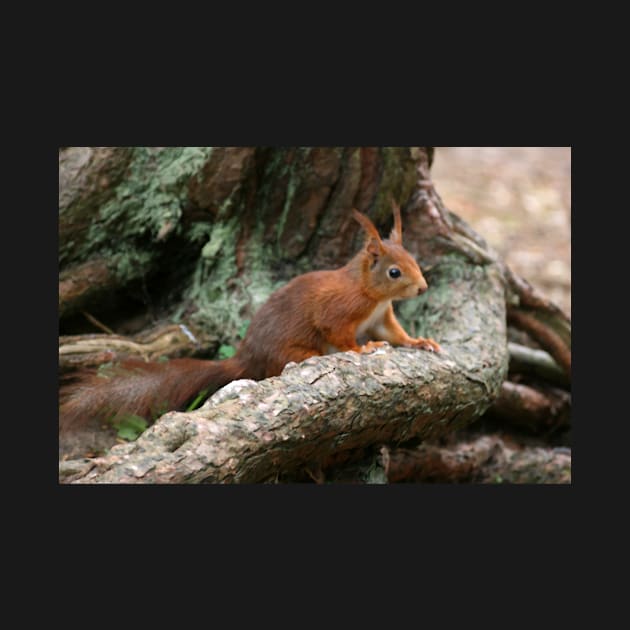 Red Squirrel, May 2019 by RedHillDigital