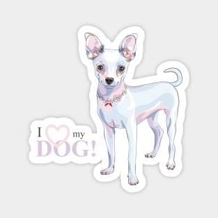 cute dog Chihuahua breed smiling Magnet
