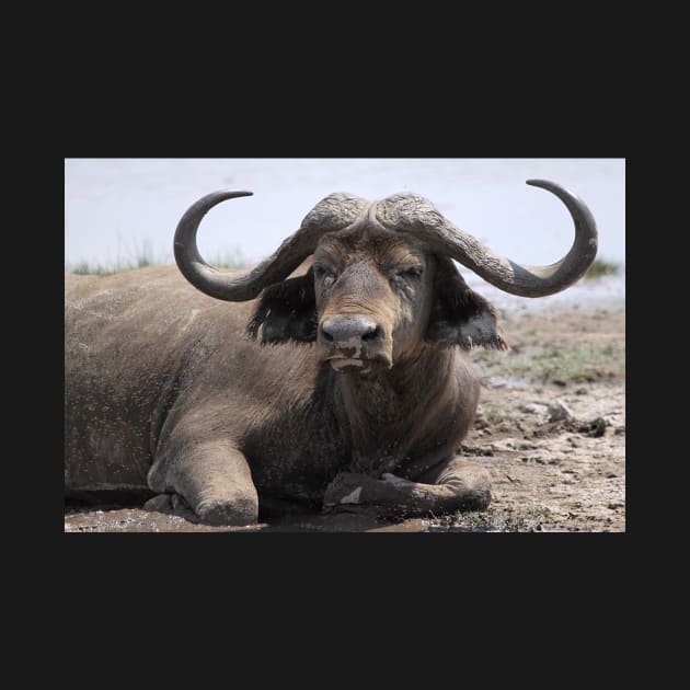 Sad but Natural, African Buffalo, Kenya by Carole-Anne