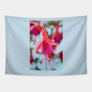 Fuchsia &#39;Pink Fizz&#39; Tapestry