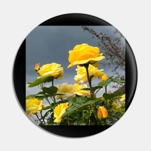 Bunch Of Yellow Roses With Clear Sky In Background Pin