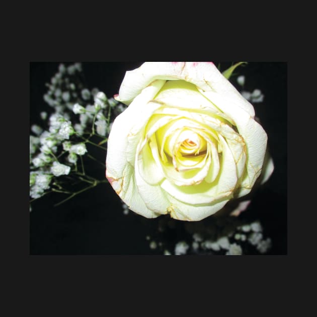 Beautiful white Rose by PandLCreations