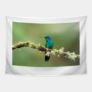 Green Violetear Hummingbird - Costa Rica Tapestry