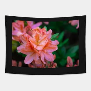 Orange rhododendron blooming Tapestry