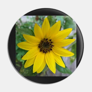 Small Sunflower Photographic Image Pin