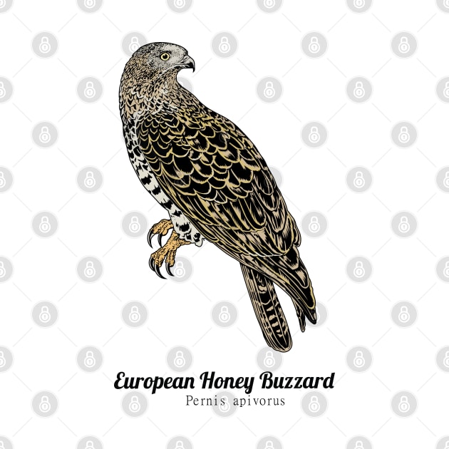 European honey buzzard by Frajtgorski