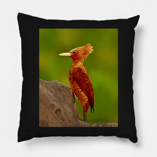 Chestnut Colored Woodpecker Pillow