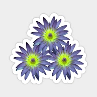 Water Lily Sticker Magnet