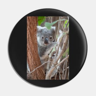 Baby Koala, Australian Wildlife Pin