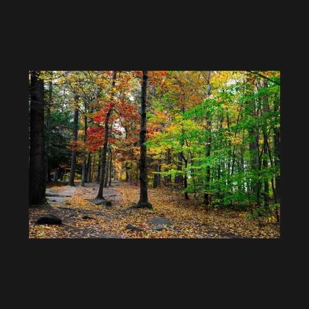 Mountain trail in the forest by Carlosr1946