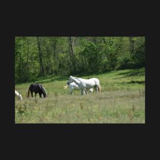 Wild Horse Herd T-Shirt