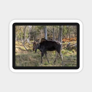 Moose in the fall woods Magnet