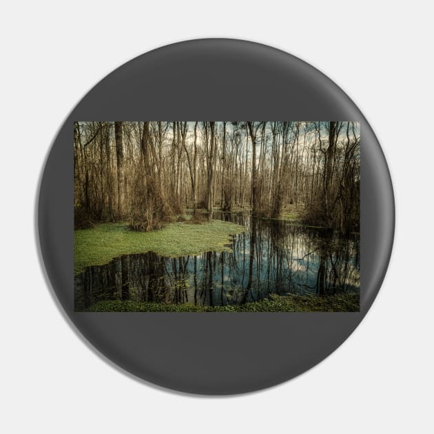 Swamp in Southeastern Georgia Pin by Gestalt Imagery