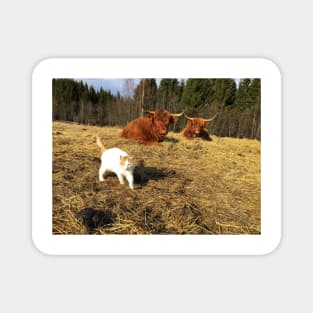 Scottish Highland Cattle Cows and cat 2359 Magnet