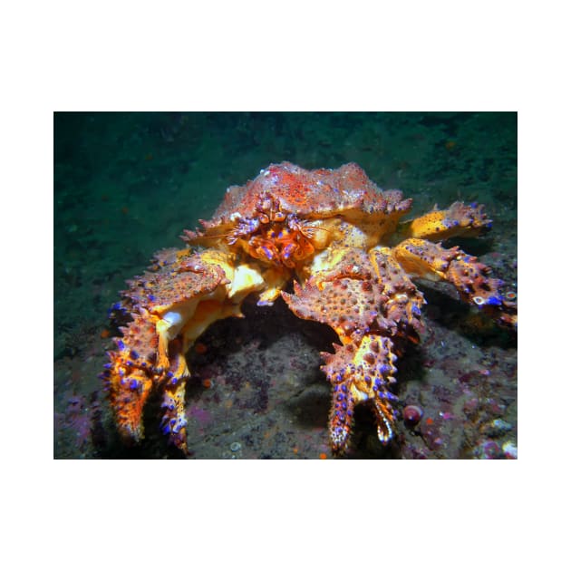 Puget Sound King Crab by naturediver