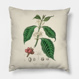 Coffee Bean Antique Botanical Illustration Pillow