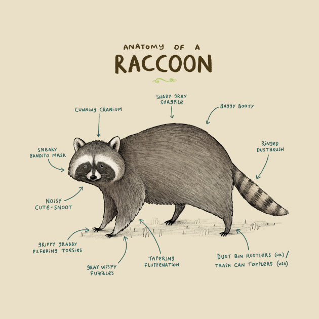 Anatomy of a Raccoon - Raccoon - T-Shirt | TeePublic