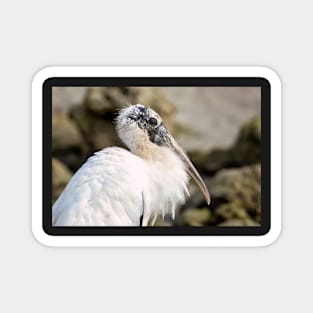 A Portrait of a Stork Magnet