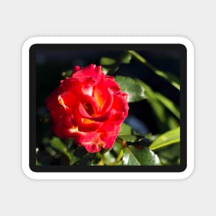 Glowing bright red rose Magnet