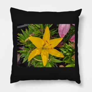 Yellow Star Flower Pillow