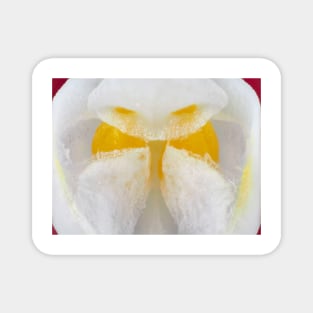 Orchid flower with pollen (pollinia) visible under the microscope Magnet