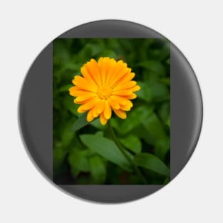 Yellow calendula flower and green leaves Pin