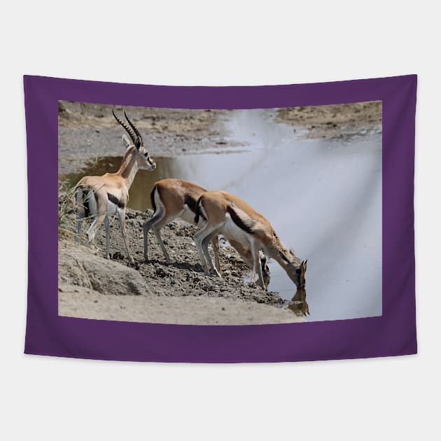 Thomson's Gazelles at the Moru River, Serengeti, Tanzania Tapestry by Carole-Anne