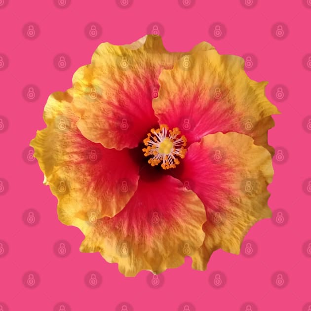 yellow red flower, hibiscus, flowers, blossom, by rh_naturestyles