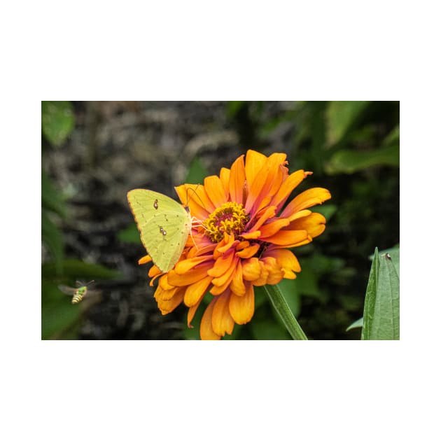 Alfalfa Butterfly on Flowers by KensLensDesigns