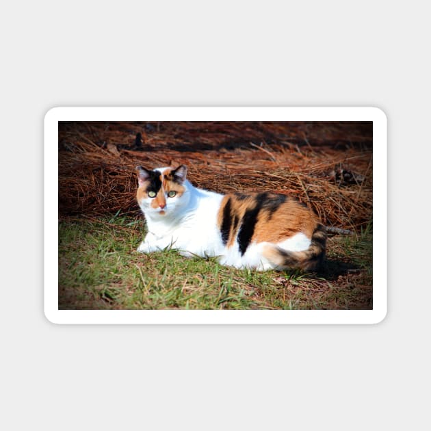 Calico Beauty Magnet by Cynthia48