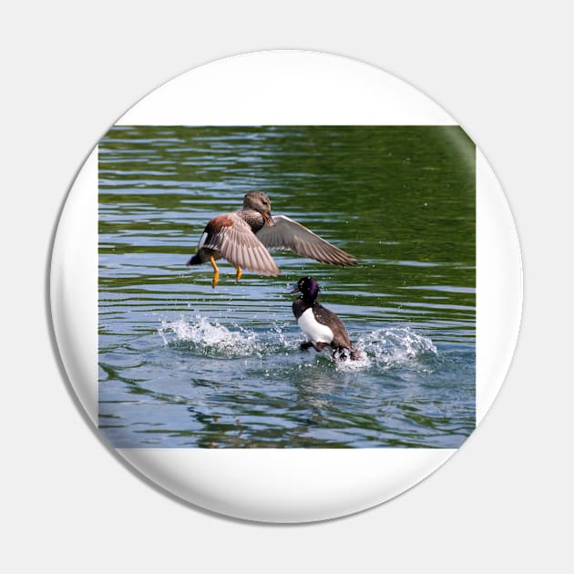 Gadwall V's Tufted Duck Pin by Nigdaw