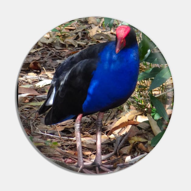 The Purple Swamp Hen! Pin by Mickangelhere1