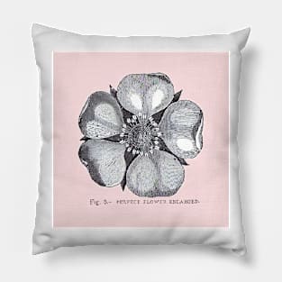 Figure 5 - Perfect Flower, Enlarged on pink background Pillow